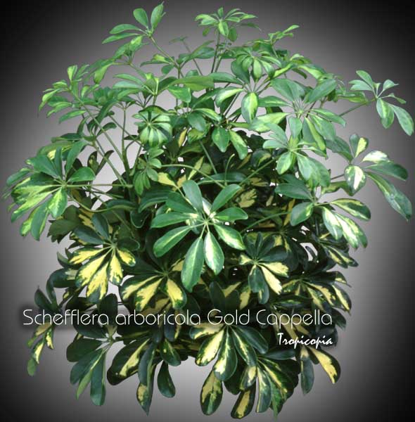 Schefflera - Schefflera arboricola Gold Cappela - Plante parasol - Hawaiian elf, Parasol plant